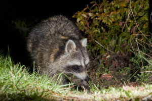 Raccoon, Procyon lotor, night Raccoon, Procyon lotor, night